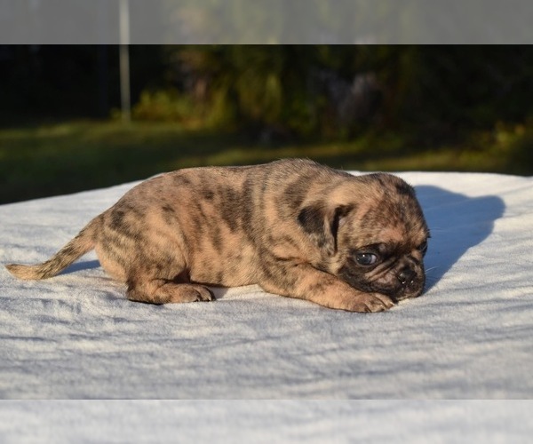 Medium Photo #5 Pug Puppy For Sale in PALM COAST, FL, USA