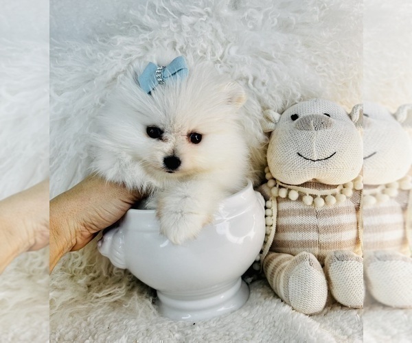 Medium Photo #5 Pomeranian Puppy For Sale in FT LAUDERDALE, FL, USA