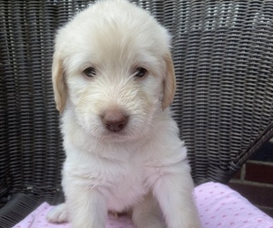Labradoodle Puppy for sale in ALLISON PARK, PA, USA