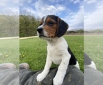 Small Photo #11 Beagle Puppy For Sale in NEW VIENNA, IA, USA
