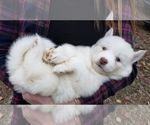Small Photo #7 Siberian Husky Puppy For Sale in DINWIDDIE, VA, USA