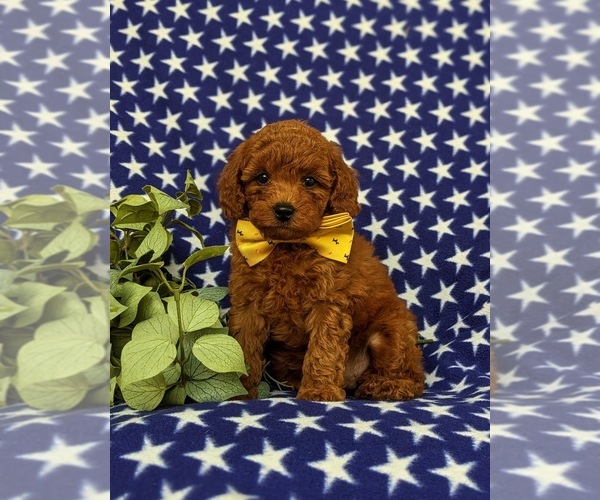 Medium Photo #1 Goldendoodle (Miniature) Puppy For Sale in CHRISTIANA, PA, USA