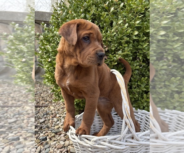 Medium Photo #3 Cocker-Pei Puppy For Sale in MIDDLEBURY, IN, USA