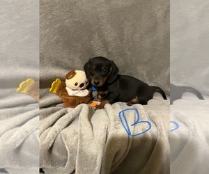 Dachshund Puppy for sale in CONVOY, OH, USA