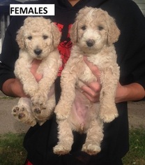Labradoodle Puppy for sale in STURGIS, MI, USA