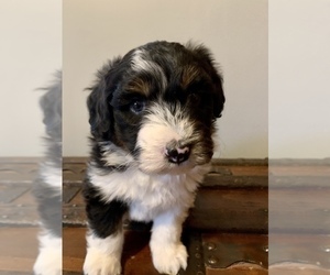 Aussiedoodle Puppy for sale in KNOB NOSTER, MO, USA