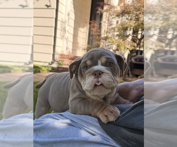 Medium Photo #7 Bulldog Puppy For Sale in MERCED, CA, USA