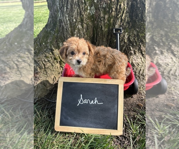 Medium Photo #3 Yo-Chon Puppy For Sale in BELFAST, OH, USA
