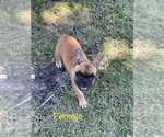 Small Photo #3 French Bulldog Puppy For Sale in KENEFIC, OK, USA