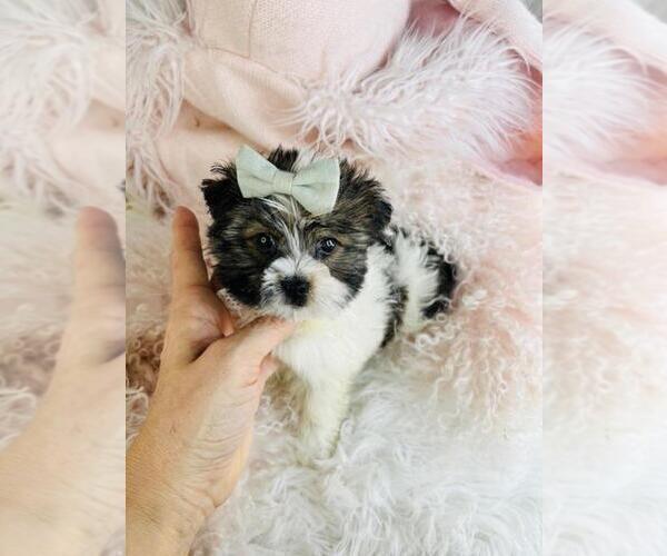 Medium Photo #6 Biewer Terrier Puppy For Sale in MIAMI BEACH, FL, USA