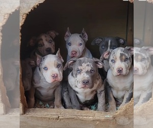 American Bully Puppy for Sale in OVERBROOK HILLS, Pennsylvania USA