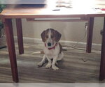 Small Basset Hound Mix