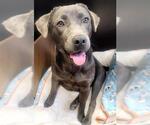 Small #2 Blue Lacy Mix