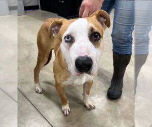 American Staffordshire Terrier-Unknown Mix Dogs for adoption in Pierceton , IN, USA