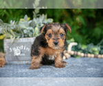 Small #2 Yorkshire Terrier