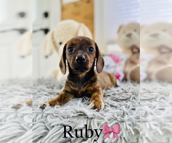 Medium Photo #3 Dachshund Puppy For Sale in COOKEVILLE, TN, USA