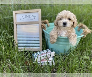 Maltese-Poodle (Toy) Mix Puppy for sale in LITHIA, FL, USA