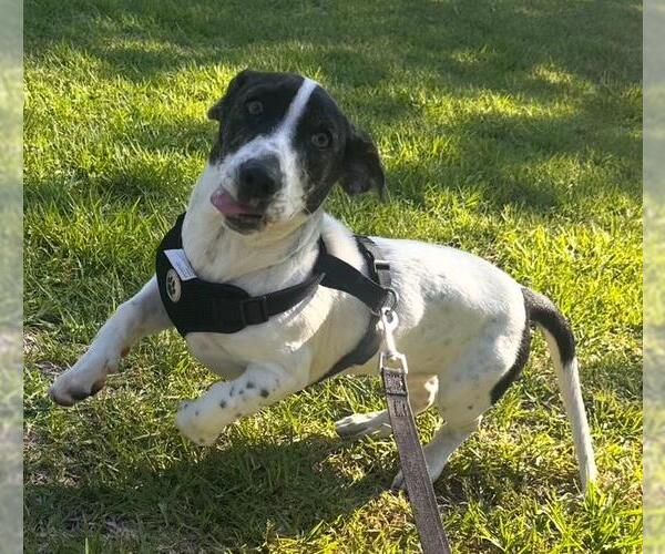 Medium Photo #4 Basset Hound-Unknown Mix Puppy For Sale in Los Angeles, CA, USA
