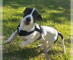 Small #3 Basset Hound Mix