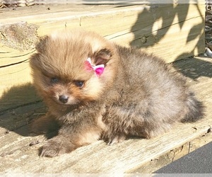 Pomeranian Puppy for sale in DAWSONVILLE, GA, USA