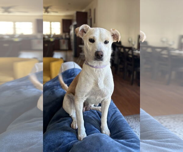 Medium Photo #1 Feist Terrier-Unknown Mix Puppy For Sale in Arlington, VA, USA