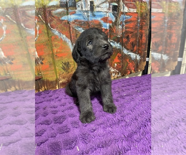 Medium Photo #12 Labradoodle Puppy For Sale in CRAIG, NE, USA