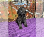 Small Photo #12 Labradoodle Puppy For Sale in CRAIG, NE, USA
