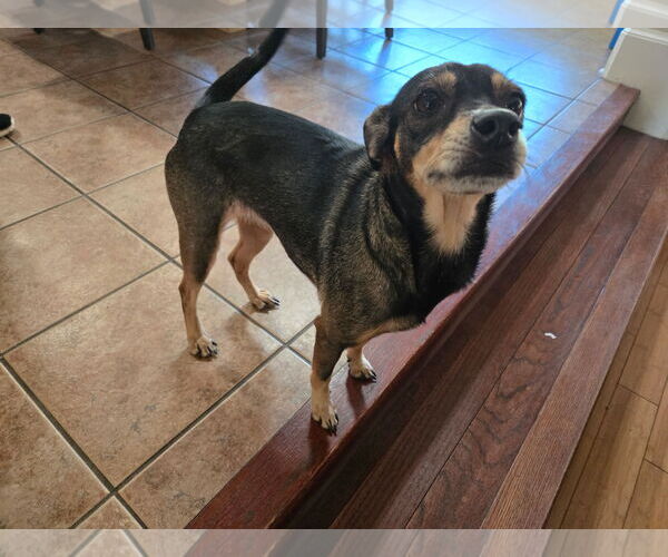 Medium Photo #1 Chihuahua-Unknown Mix Puppy For Sale in Virginia Beach, VA, USA