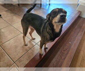 Chihuahua Mix Dog for Adoption in Virginia Beach, Virginia USA