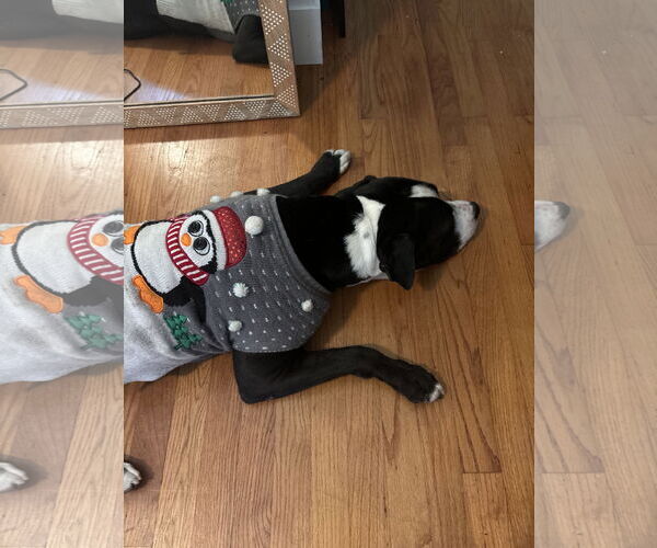 Medium Photo #4 Mutt Puppy For Sale in Miami, FL, USA