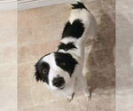 Small #1 Border Collie Mix