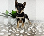 Image preview for Ad Listing. Nickname: Alfie