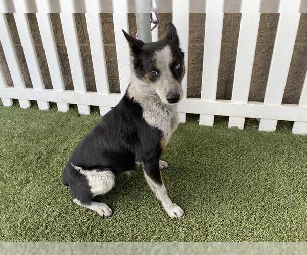 Medium Photo #1 Texas Heeler-Unknown Mix Puppy For Sale in Modesto, CA, USA
