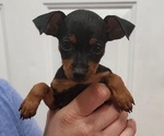 Small Photo #1 Miniature Pinscher Puppy For Sale in OLATHE, KS, USA