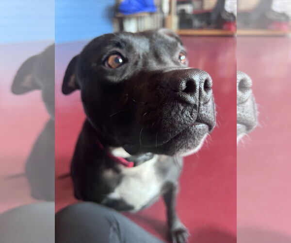 Medium Photo #6 Mutt Puppy For Sale in Webster, WI, USA