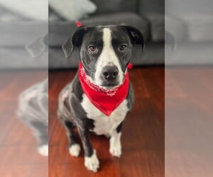 Cyle (TX) - Male Mutt Dog for Adoption - Photo #2