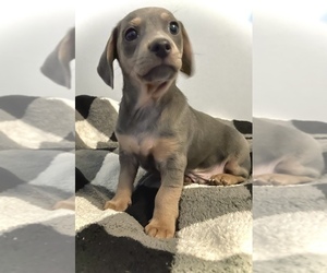 Chiweenie Puppy for sale in BURLINGTON, NC, USA