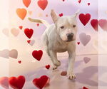 Small #1 American Bulldog