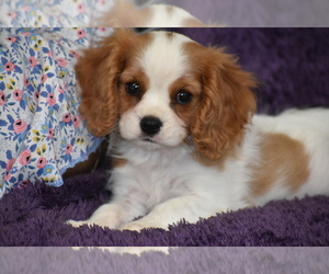 Cavalier King Charles Spaniel Puppy for sale in ELDORADO, OH, USA