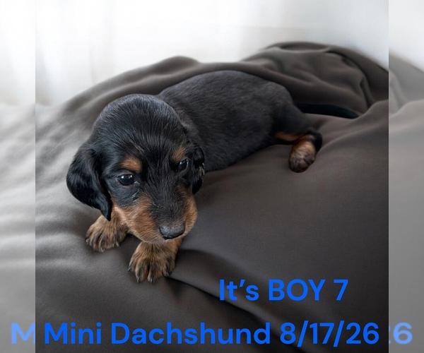 Medium Photo #5 Dachshund Puppy For Sale in MONTPELIER, OH, USA