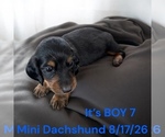 Small #4 Dachshund