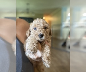Goldendoodle (Miniature) Puppy for sale in BRADENTON, FL, USA