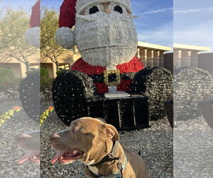 BRUCE - Male Bullypit Dog for Adoption - Photo #5