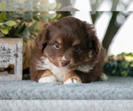 Small Photo #9 Miniature Australian Shepherd Puppy For Sale in CHRISTIANA, PA, USA
