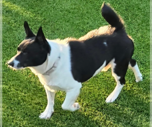 Darren in TX - Male Mutt Dog for Adoption - Photo #2
