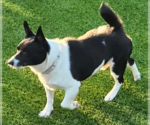 Small Photo #2 Mutt Puppy For Sale in Cranston, RI, USA
