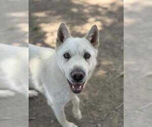 Chow Chow-Siberian Husky Mix Dogs for adoption in West Valley, UT, USA