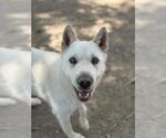 Small Chow Chow-Siberian Husky Mix