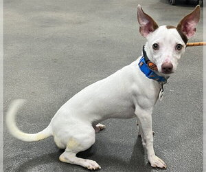 Mutt Dogs for adoption in Forestville, MD, USA