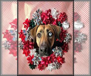 Black Mouth Cur-Unknown Mix Dogs for adoption in Frisco, CO, USA